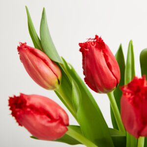 Rote Tulpen ‚Versaci‘