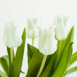 Weiße Tulpen ‚Aladin‘