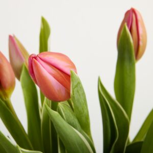 Pinke Tulpen