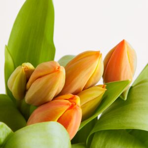 Orange Tulpen ‚Ad Rem‘
