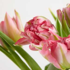 Pinke Tulpen ‚Flashpoint‘