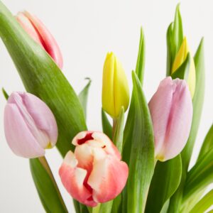 Tulpenmix