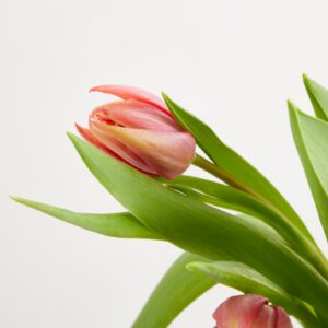 Rote Tulpen gefüllt Rote Tulpen gefüllt