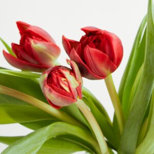 Rote Tulpen ‚Princess‘