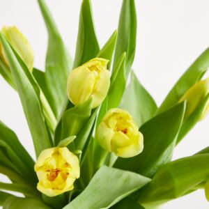 Gelbe gefüllte Freiland Tulpen