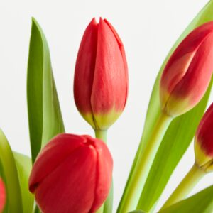 Rote Tulpen