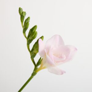 Rosa Freesien