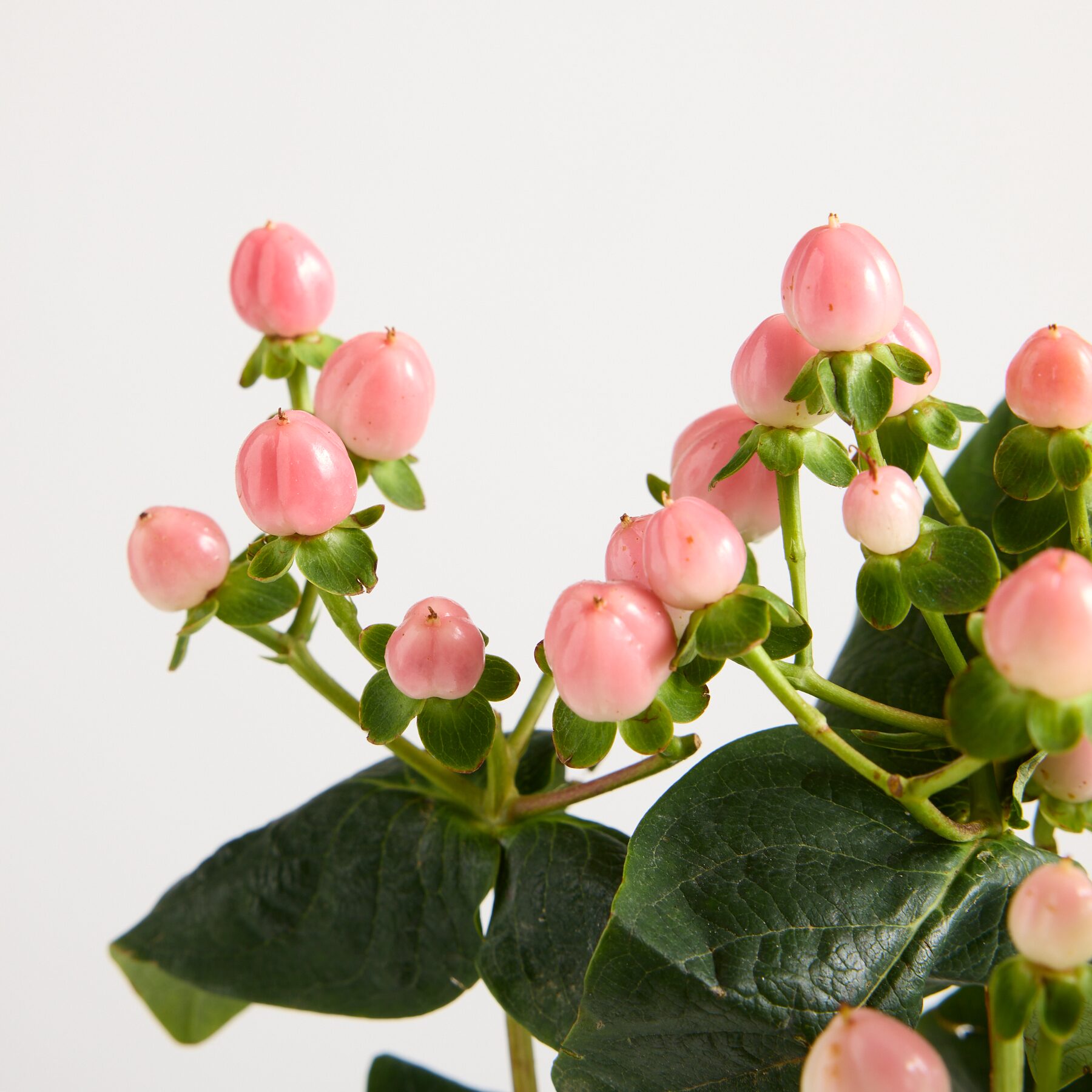 Pinke Hypericum