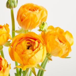 Orange Ranunkeln