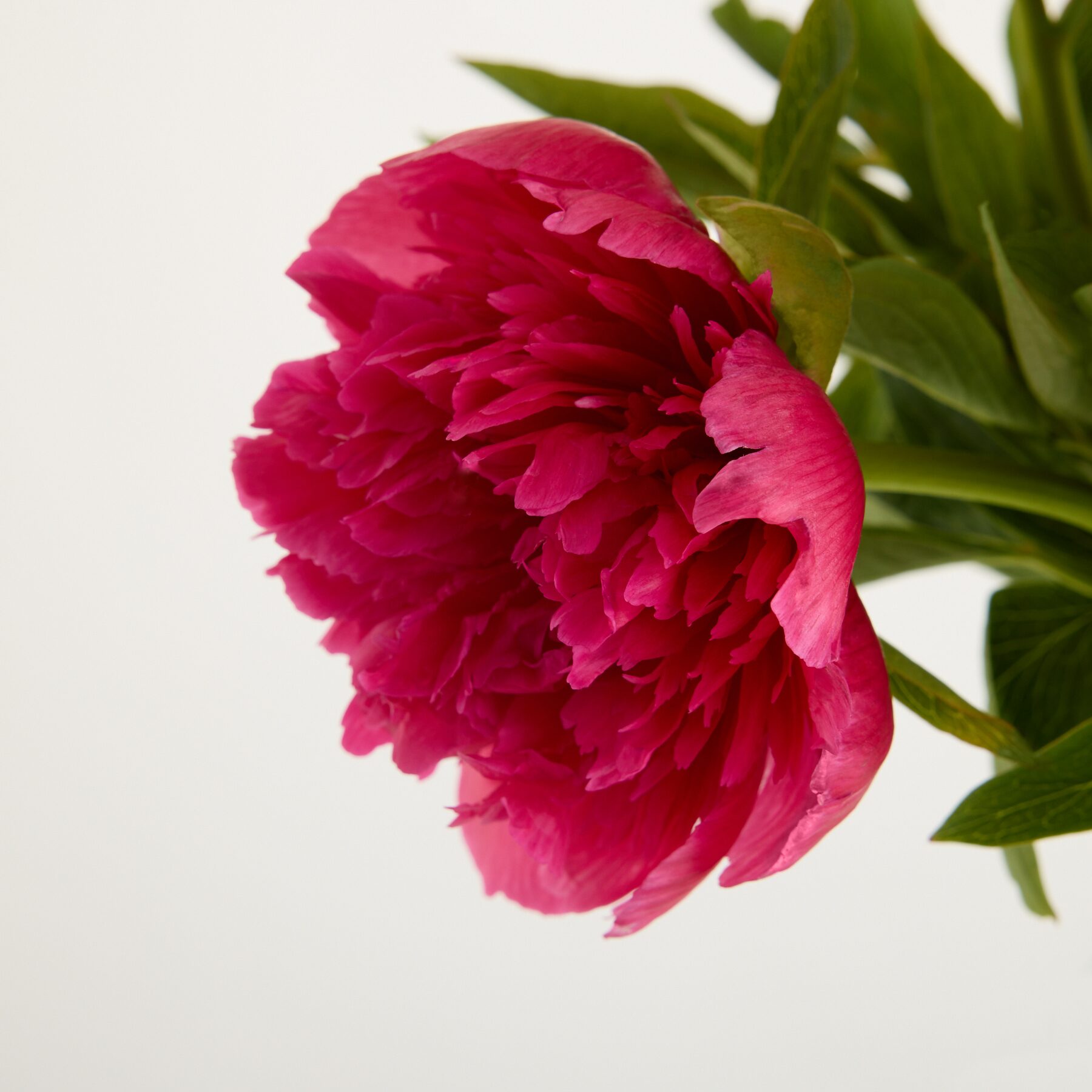 Rosa Pfingstrosen 'Officina'