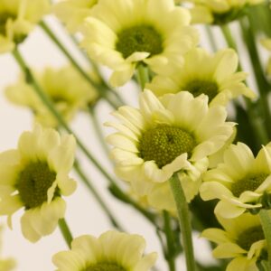 Gelbe Chrysanthemen ‚Madiba‘