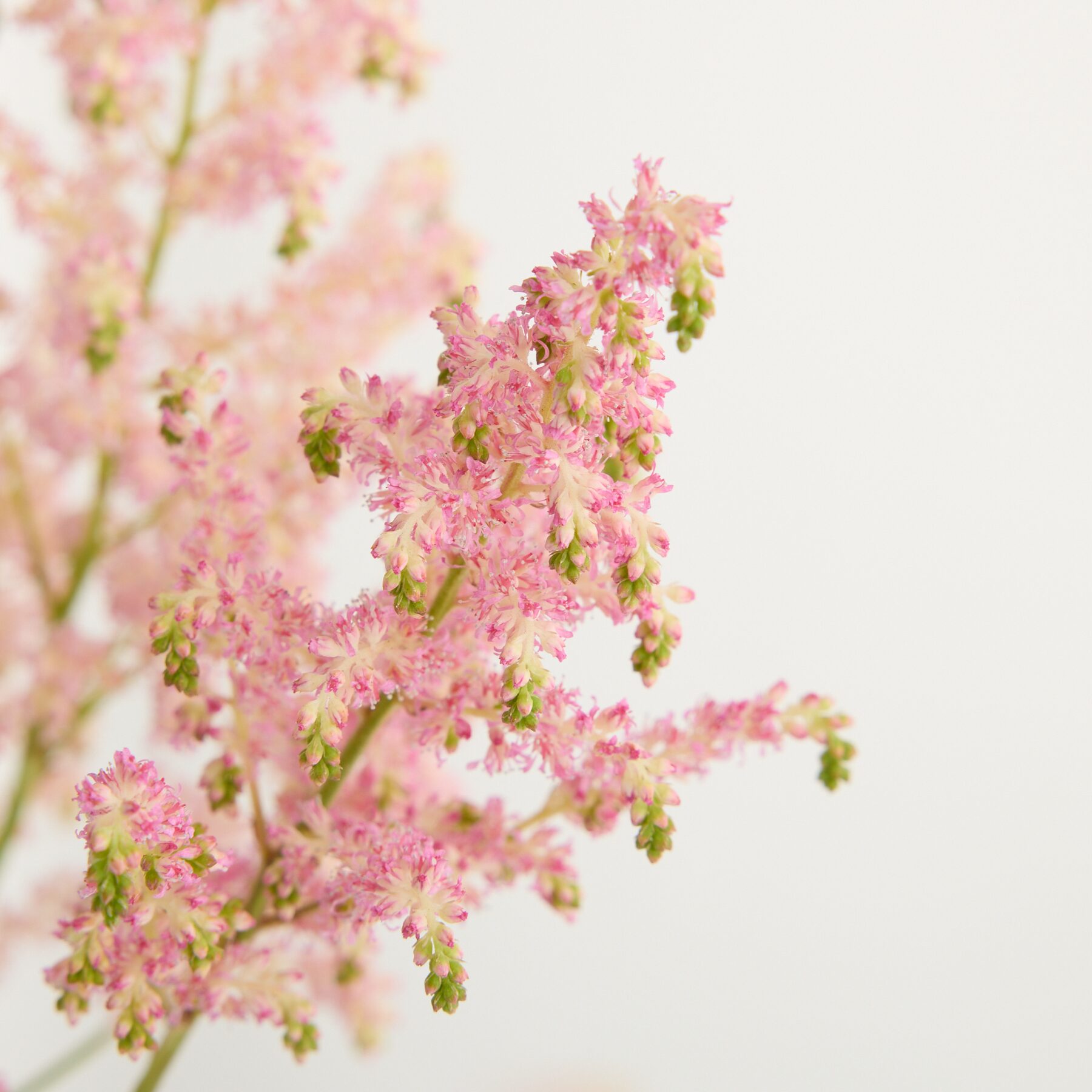 Rosa Astilbe