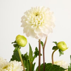 Weiße Dahlien