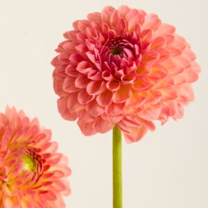 Rosa Dahlien