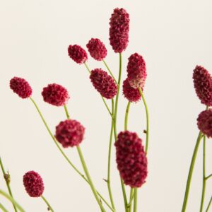 Sanguisorba