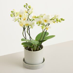 Orchidee ‚Lausanne‘ Orchidee ‚Lausanne‘