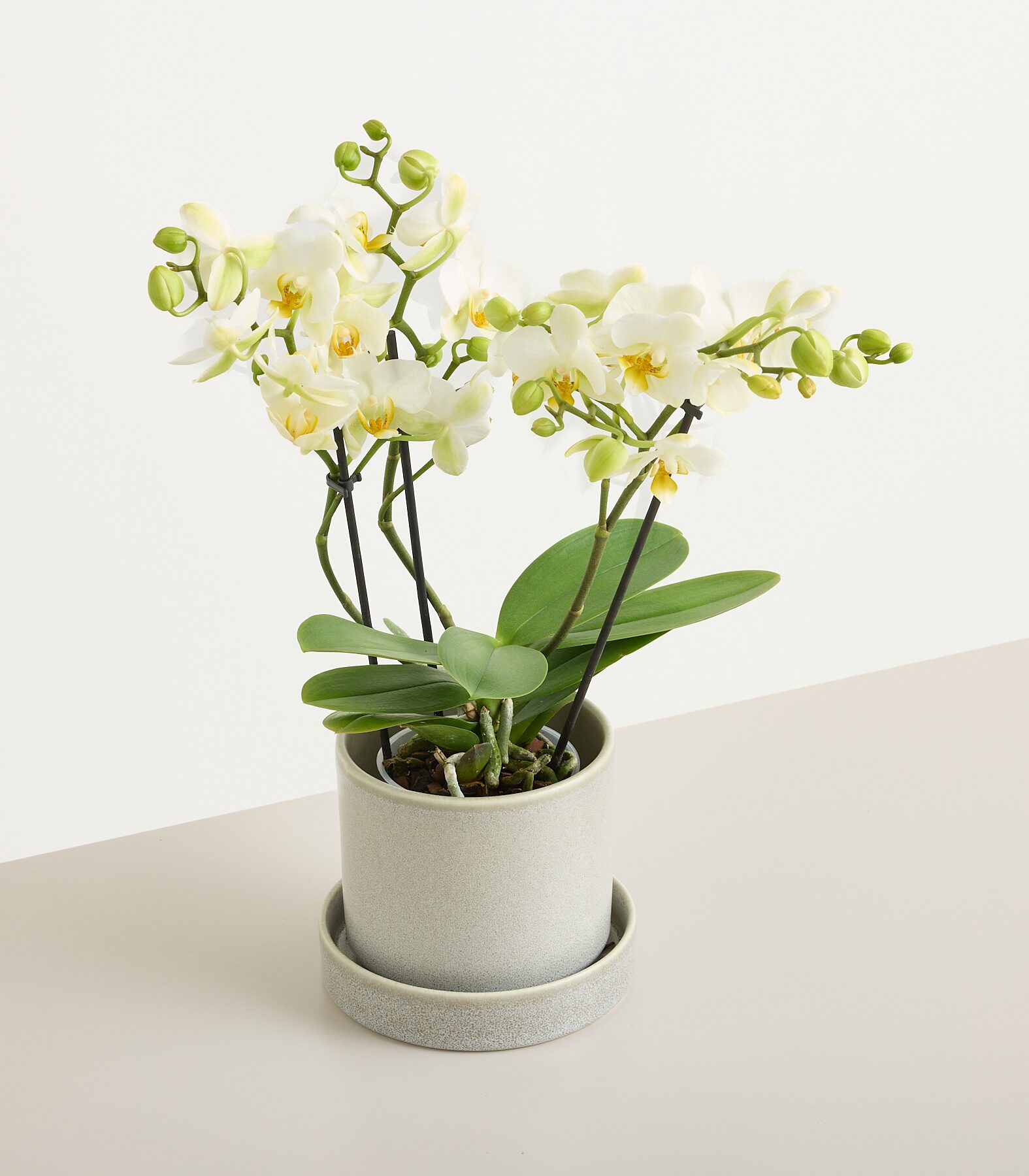 Orchidee 'Lausanne'