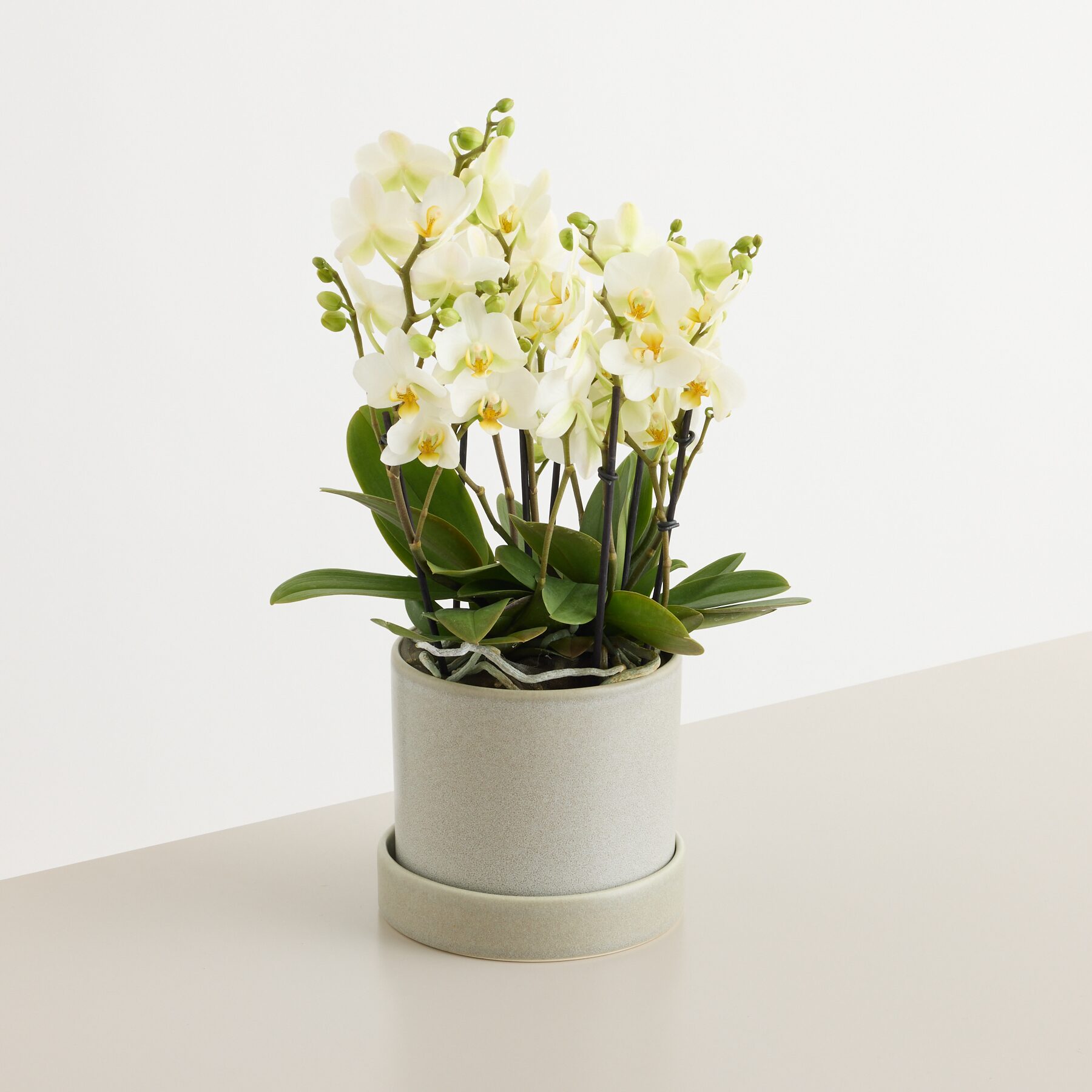 Orchidee 'Bellissimo Bella'