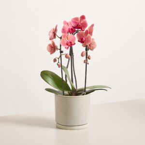Orchidee ‚Cascade Narbonne‘