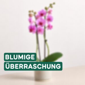 Orchidee in Überraschungsfarbe Orchidee in Überraschungsfarbe