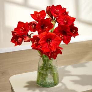 Rote Amaryllis – 6 Stiele
