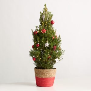 Kleiner Weihnachtsbaum Weihnachtsabend