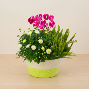 Herbstarrangement mit Alpenveilchen Herbstarrangement mit Alpenveilchen