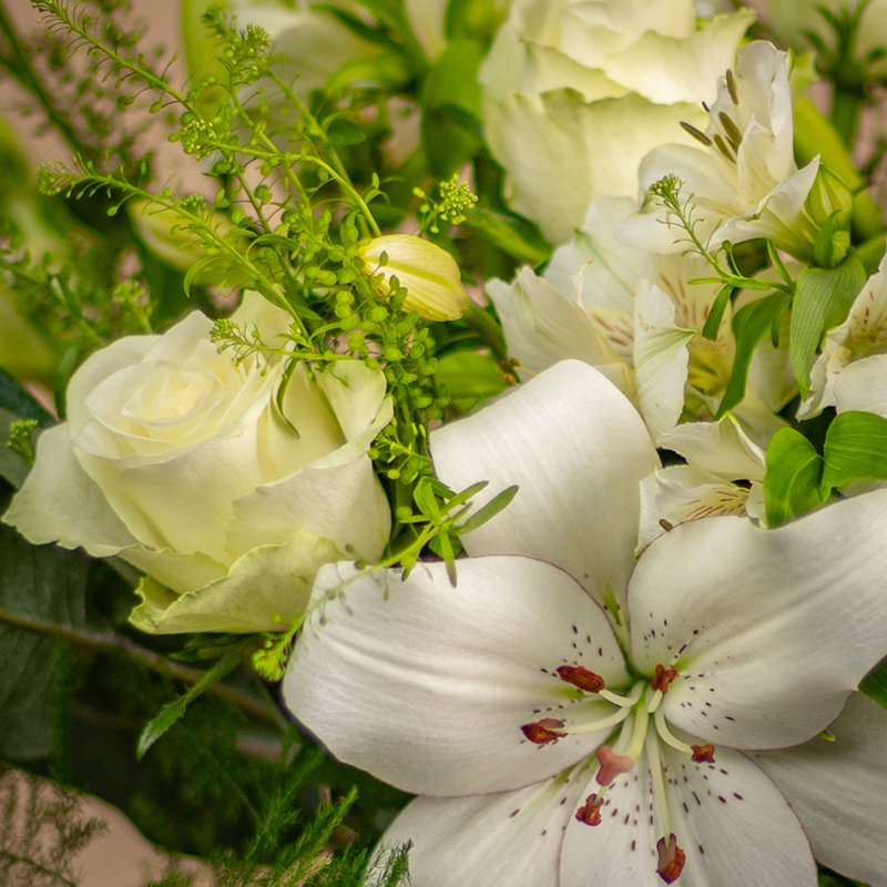 Weiße Wiesenblumen – Bild 5