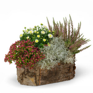 Rosa Herbstarrangement Rosa Herbstarrangement