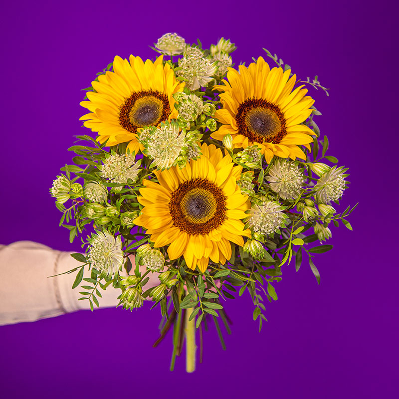 Sonnige Sonnenblumen – Bild 3