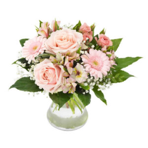 Rosa Perfektion Rosa Perfektion